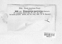 Polyporus parvulus image